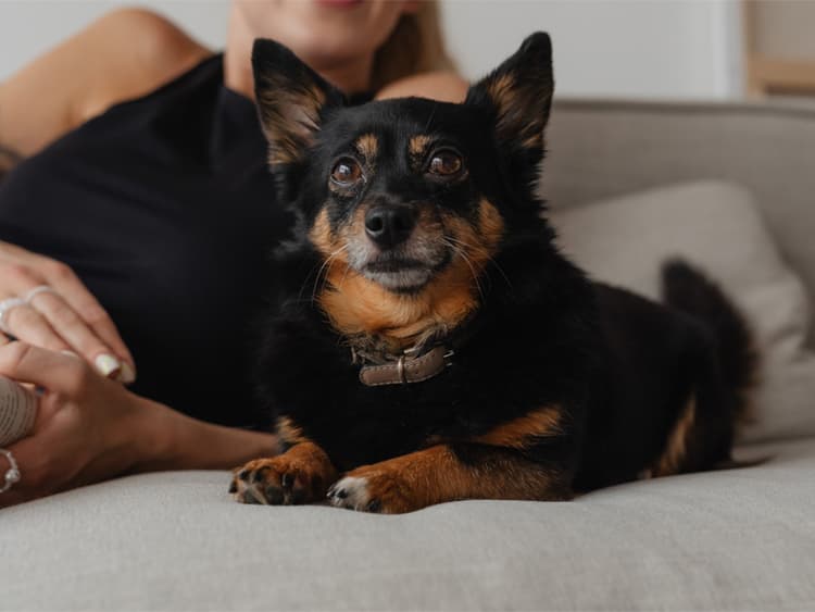 Why Is Your Young Dog Going Gray?