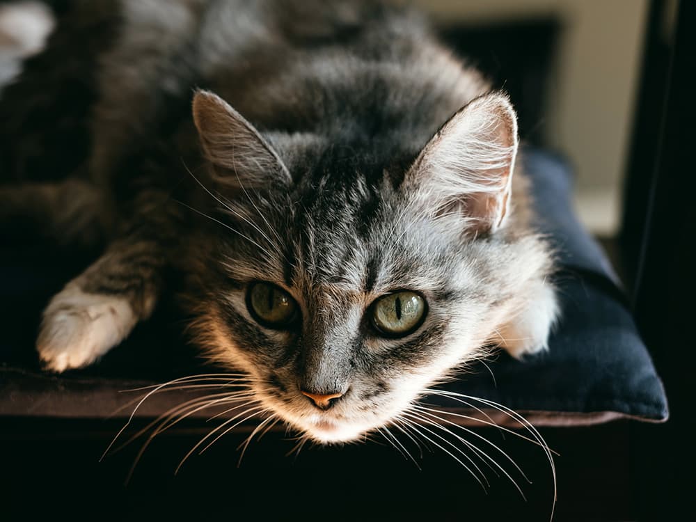 Common Eye Problems in Cats and How to Treat Them