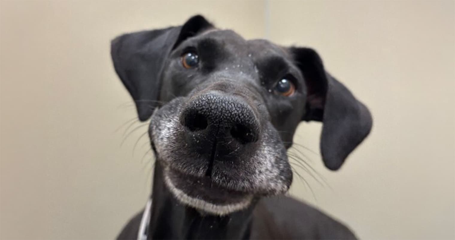 Marzen’s Story: How a Long-Ignored Dog Found Their Forever Home