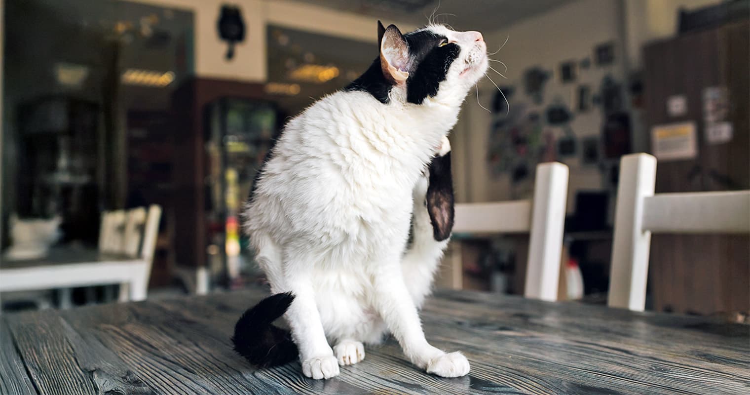 Explained: The Life Cycle of Fleas (and How to Break It)