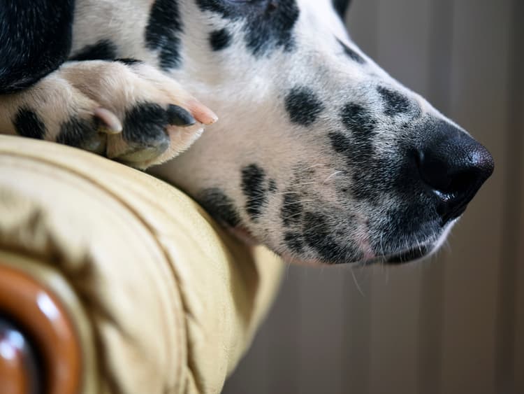 What to Do If Your Dog Has a Cracked, Broken, or Torn Nail