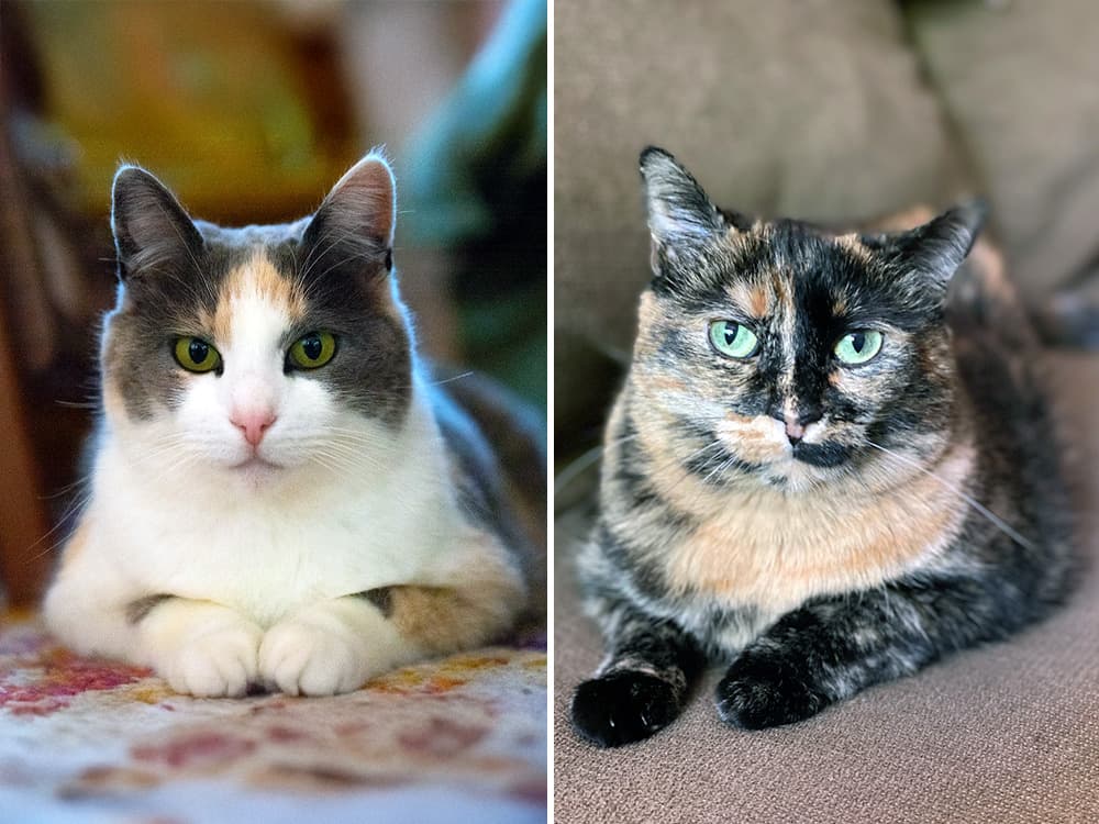 What Are the Differences Between Tortoiseshell and Calico Cats?