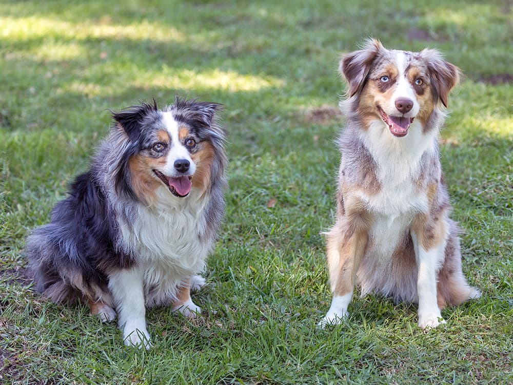 minnie aussie vs standard aussie