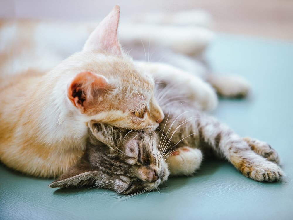 Why You Should Adopt a “Less Adoptable” Cat