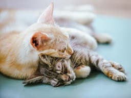Why You Should Adopt a “Less Adoptable” Cat