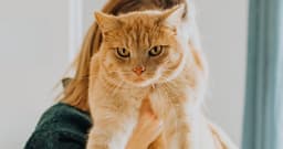 Am I Allergic to My Cat?