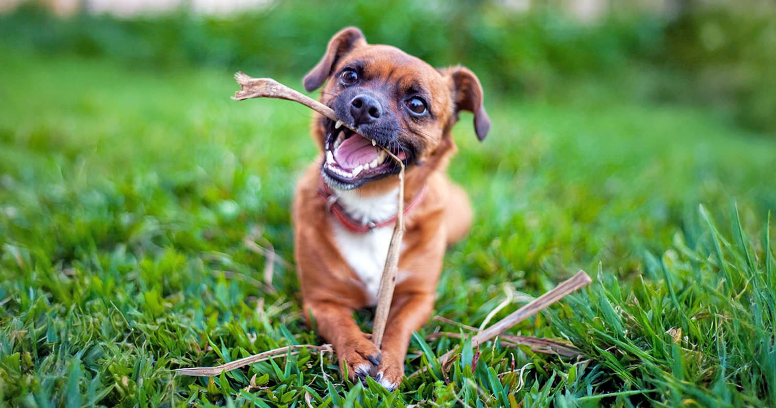 Is It OK for a Dog to Eat Sticks?