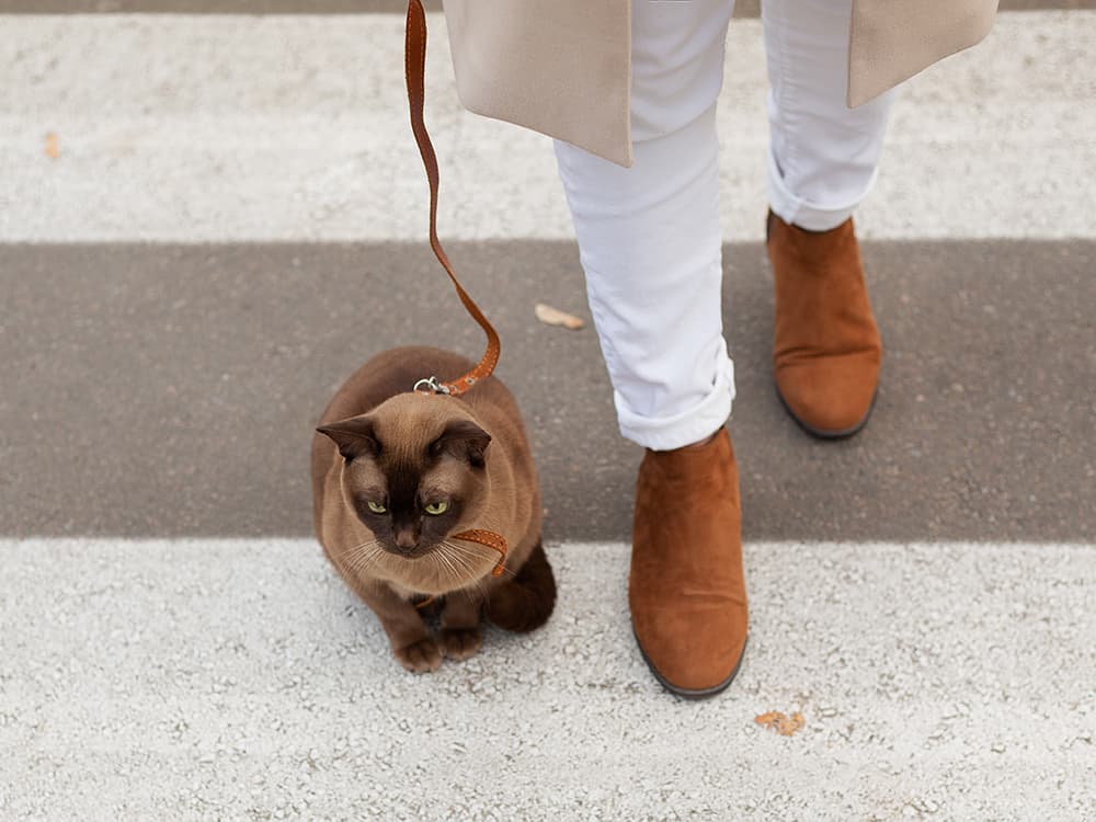 How to Walk Your Cat on a Leash