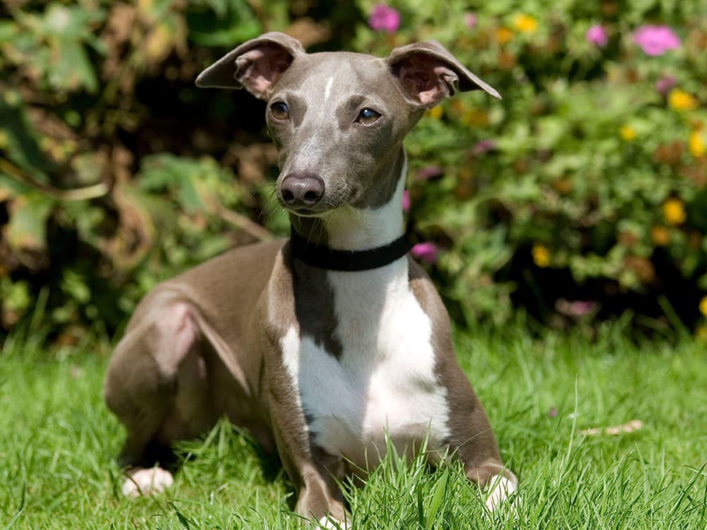 Italian Greyhound