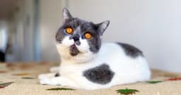 130+ Creative Names for Your Gray and White Cat