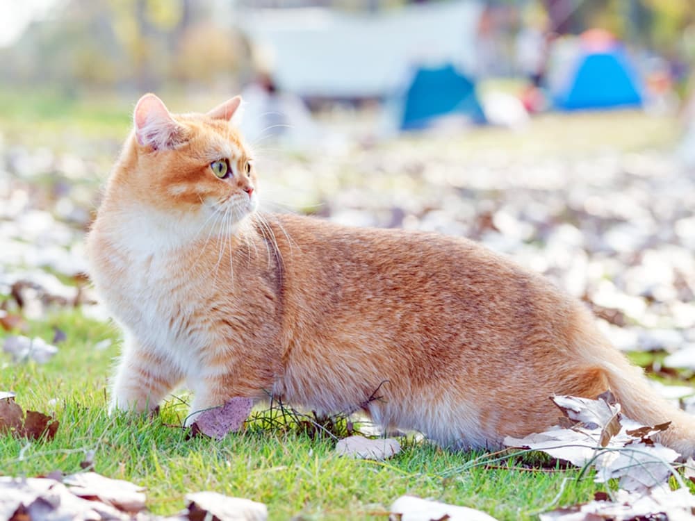 British Shorthair cat