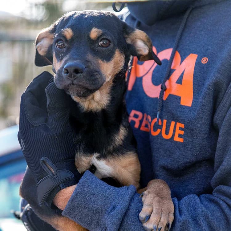 Over 90 Dogs Were Saved From Horrific Conditions at an “Animal Rescue” in New Jersey