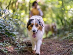 How to Keep Your Pets Safe During Extreme Heat Waves