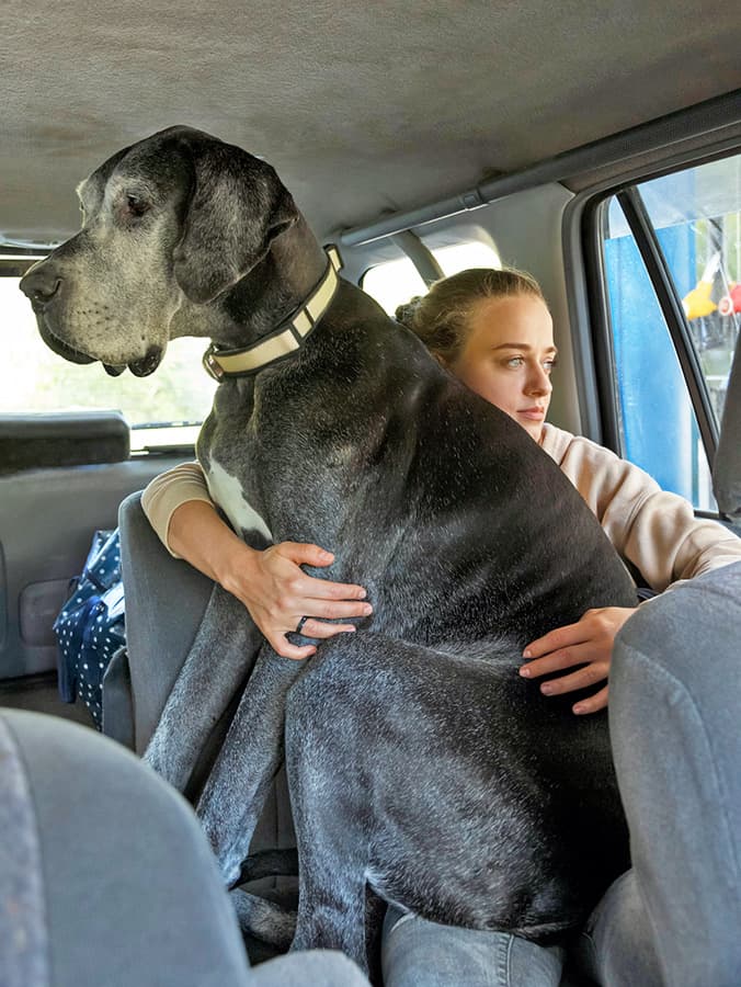 Why Do Great Danes Not Realize How Big They Are?