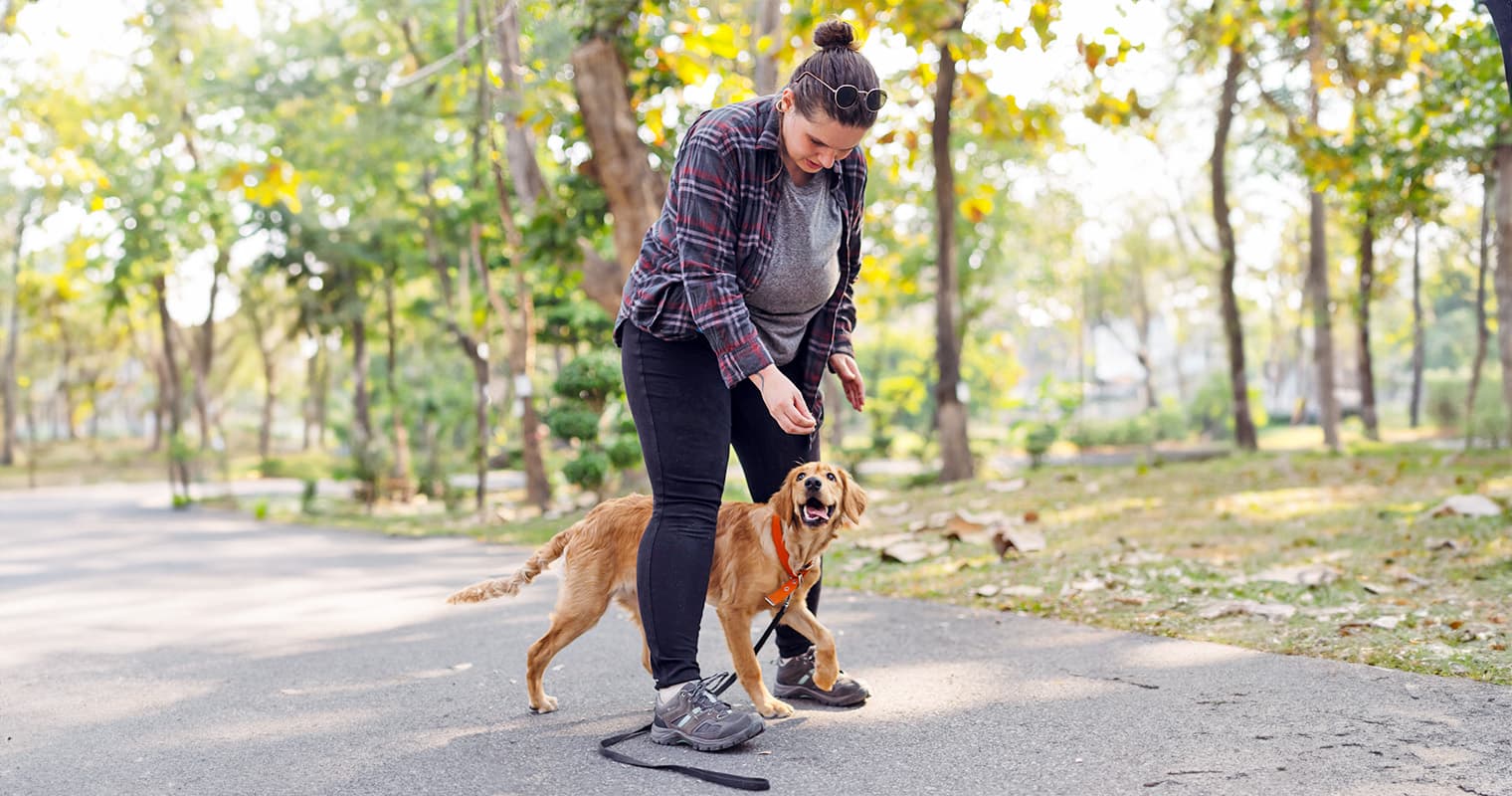 Should You Board and Train a Newly Adopted Puppy?