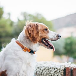Origins of the Dog Family Tree