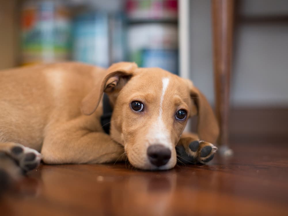 Monkeypox Has Been Found in a Dog: Here’s What You Need to Know