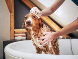 Tips on How to Brush and Bathe Your Dog from a Pro