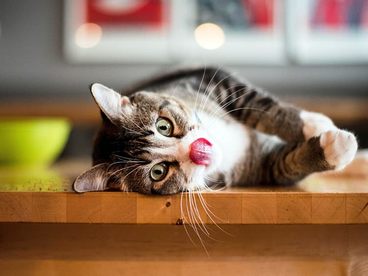 Can Cats Eat Catnip?
