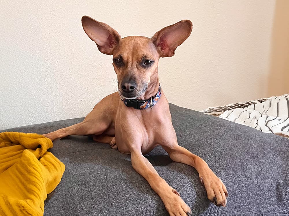 italian greyhound x chihuahua mix