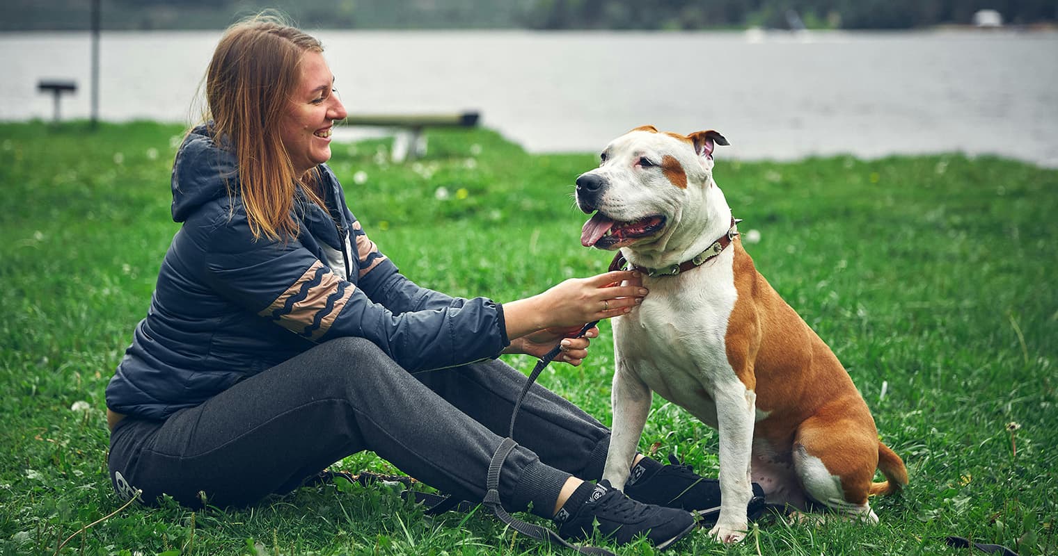 How Do I Find a Good Home for American Staffordshire Terrier?