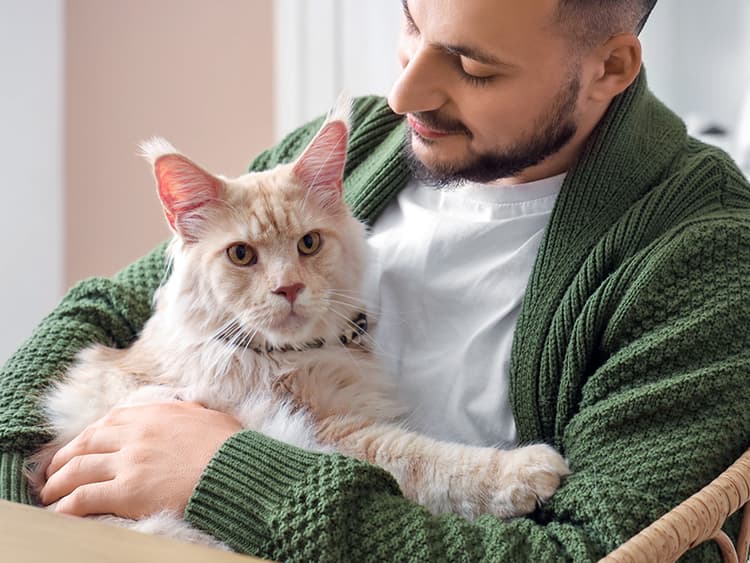 10 Most Affectionate Cat Breeds for Loving Pet Parents