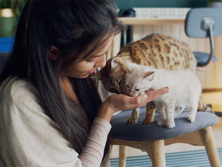 Curious Cat Behavior: Why Does My Cat Lick Me?