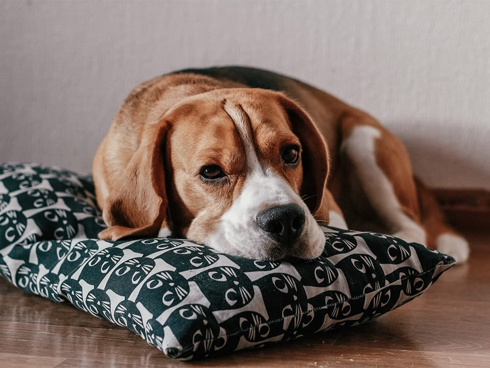 Heart Murmurs in Dogs: Canine Cardiac Murmurs