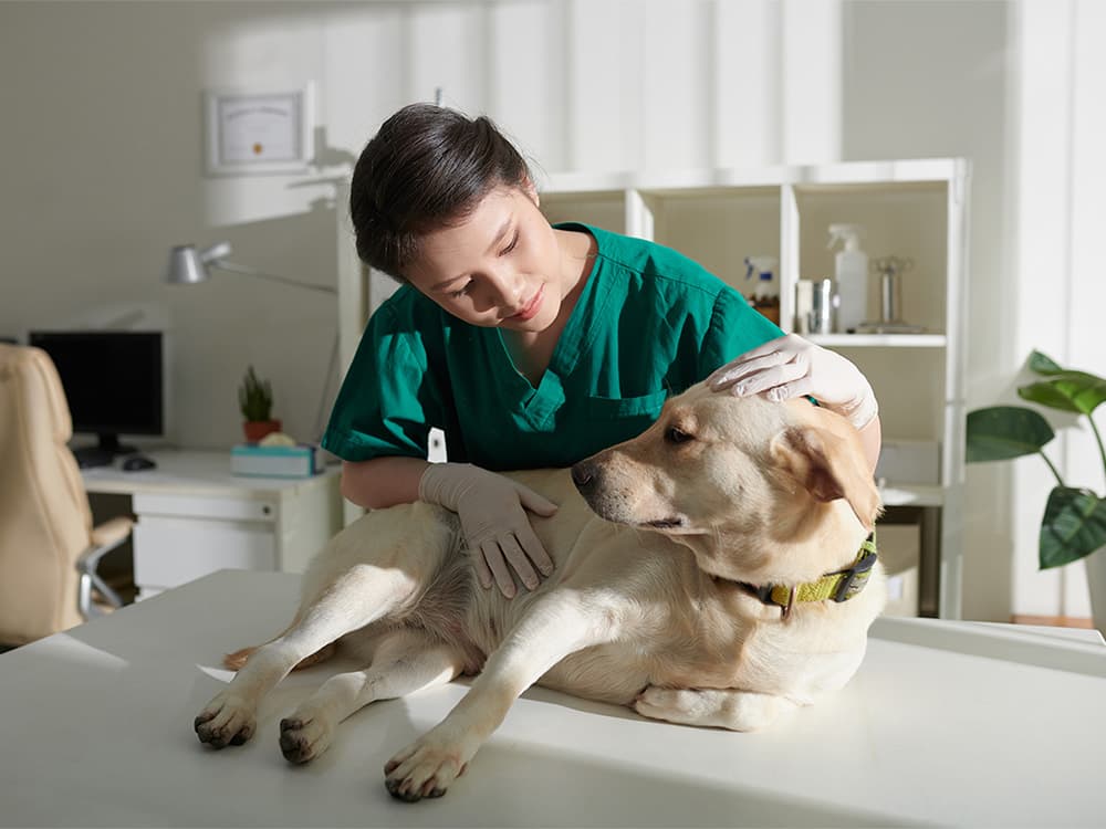We Need to Talk: There’s a Serious Veterinarian Shortage Right Now