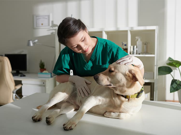 We Need to Talk: There’s a Serious Veterinarian Shortage Right Now
