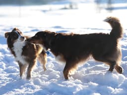 Are Your Dogs Arguing With Each Other?