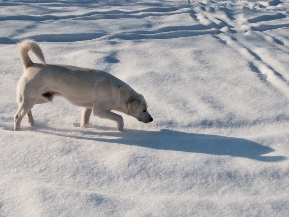 “Why Is My Dog Obsessed With Chasing Shadows?”