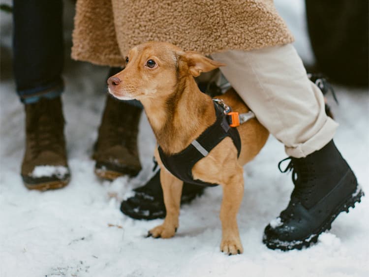 Can Dogs Get Frostbite?