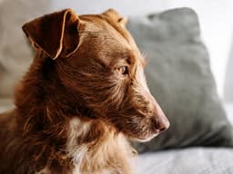 Fidocure — A New Approach to Canine Cancers