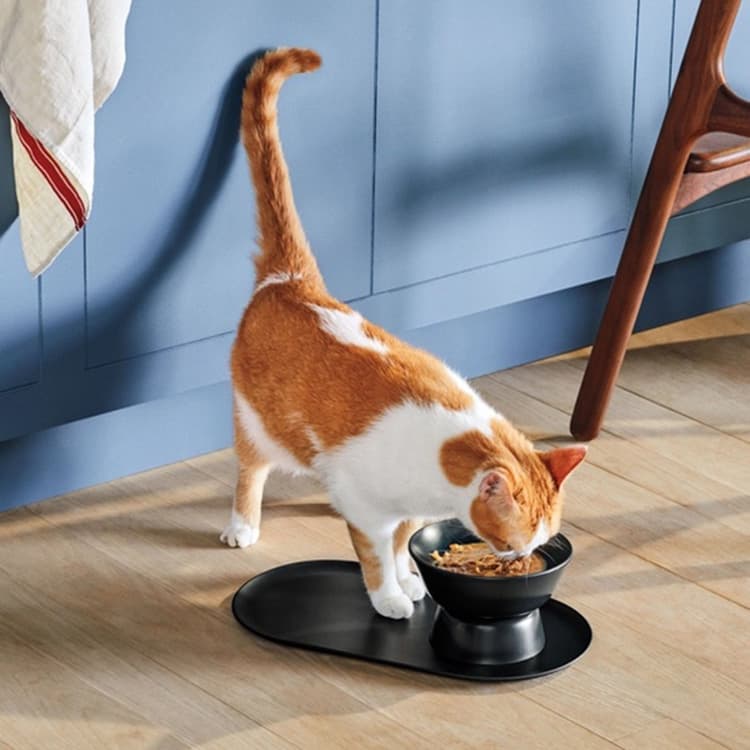 6 Best Fresh Cat Food Delivery Services That Will Have Your Kitty Purring at Full Volume