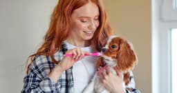 Yes, You Need to Brush Your Dog’s Teeth. Here’s Why