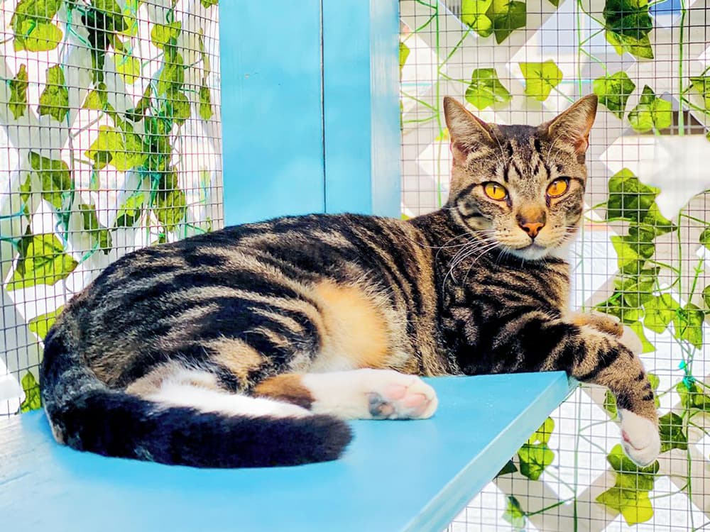 How to DIY a Catio
