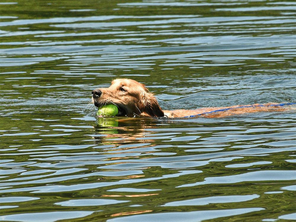 golden retriever swimming in water