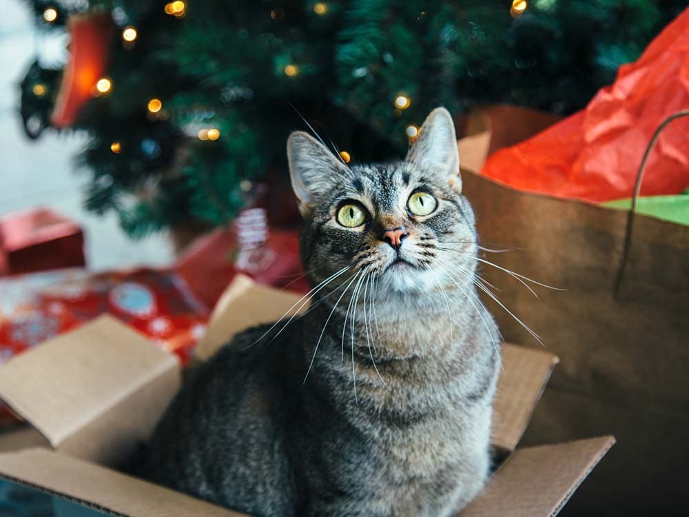 Ode to an Empty Cardboard Box