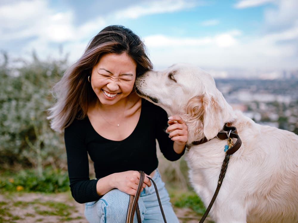golden retriever kissing woman