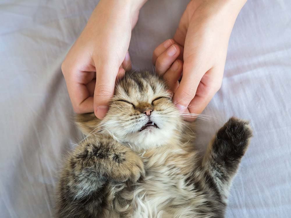 Does Your Cat Need a Massage?