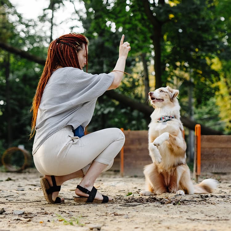 Understanding Popular Dog Training Methods
