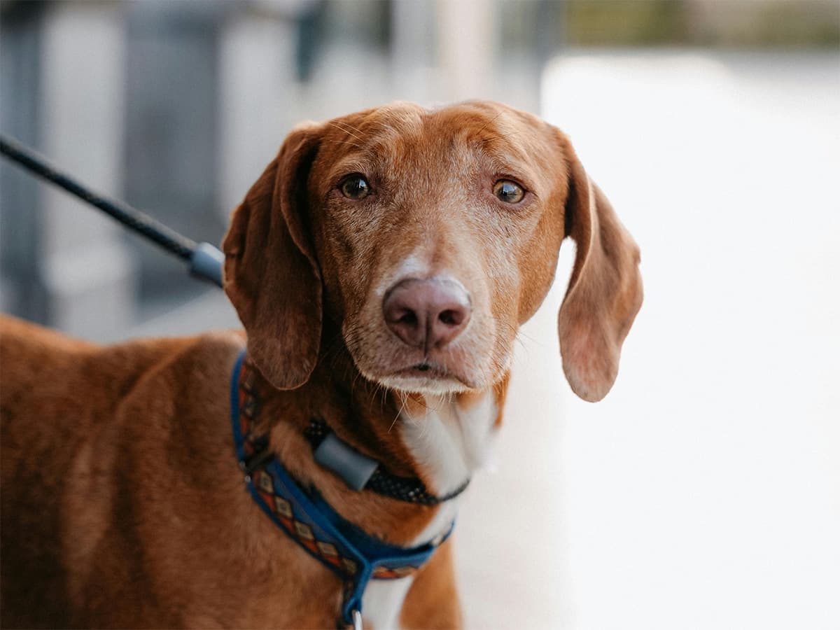 Red coated dog with pretty collar on leash