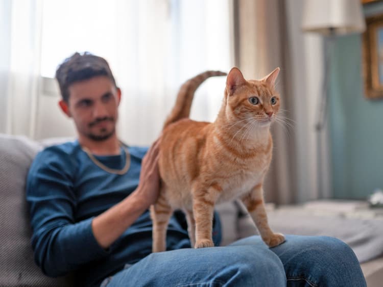Why Do My Cat’s Anal Glands Smell?