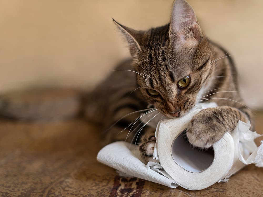 How to Spot, Treat, and Prevent Pica in Your Cat