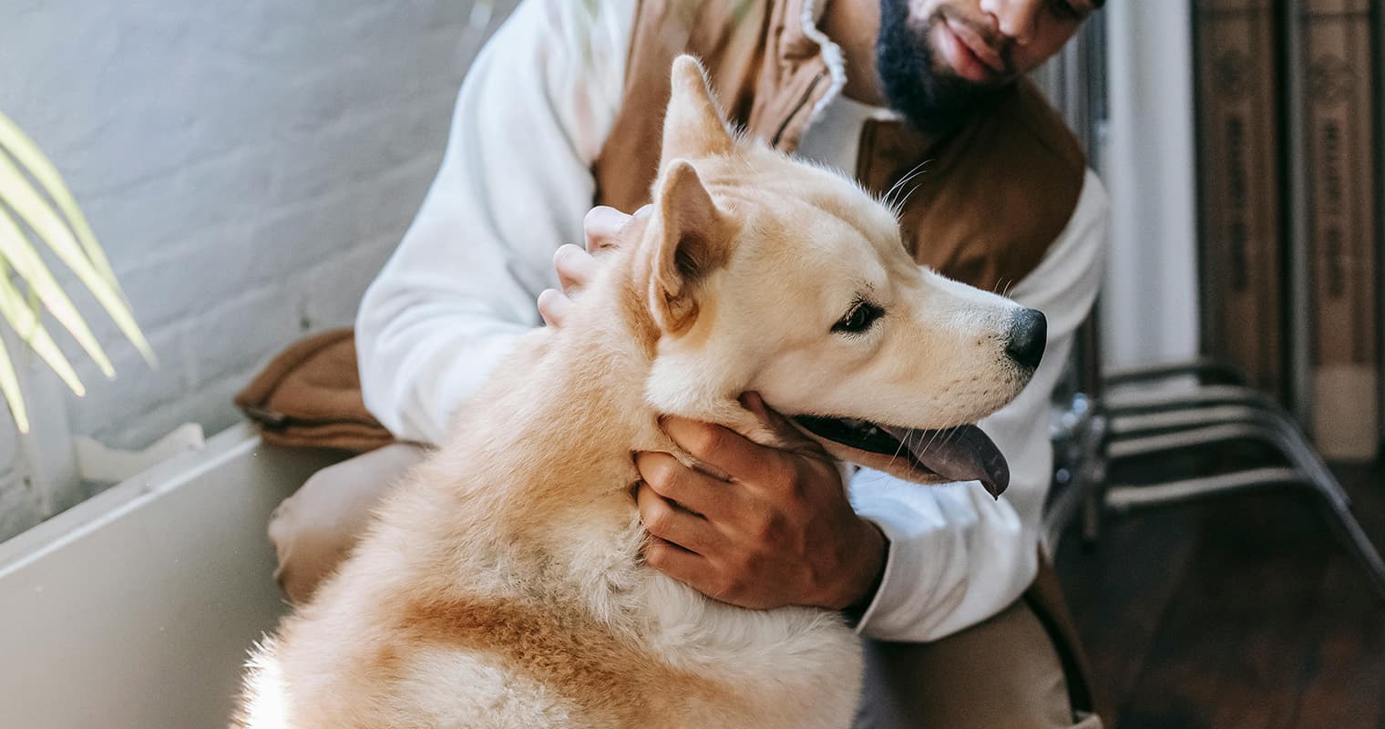 Rehome My Pet: How to Find a Home For My Pet