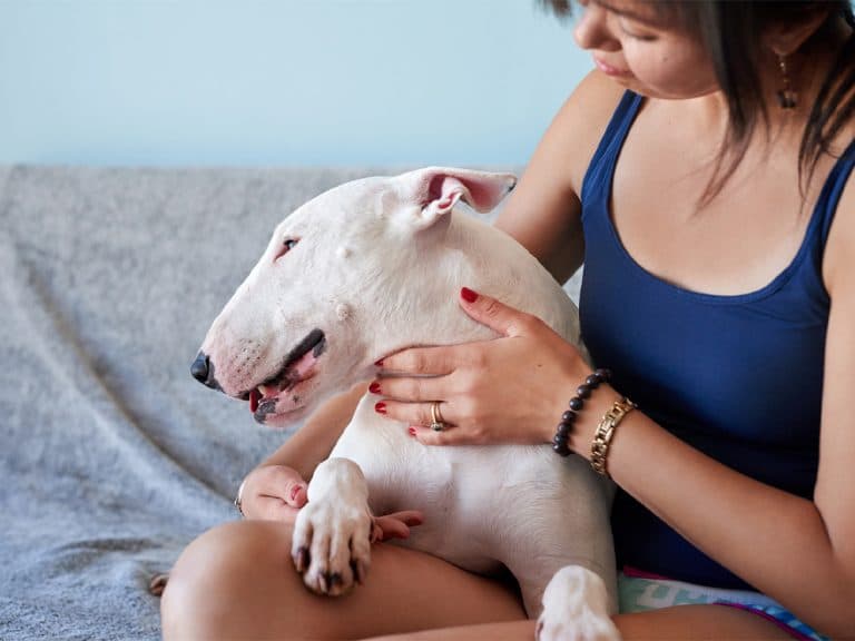 white Bull Terriers