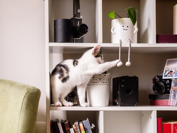 Why Cats Like to Hit the High Spots