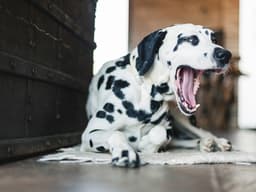 Canine Respiratory Illnesses Are Spreading Across the U.S.