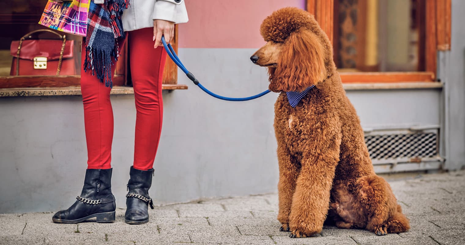 Poodle: What to Know Before Adopting This Smart Breed